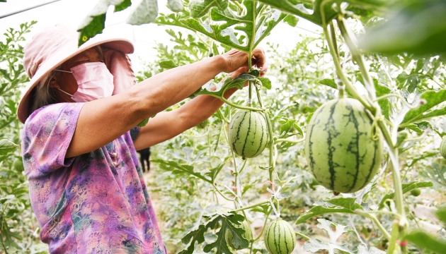 谷雨前后，種瓜點(diǎn)豆