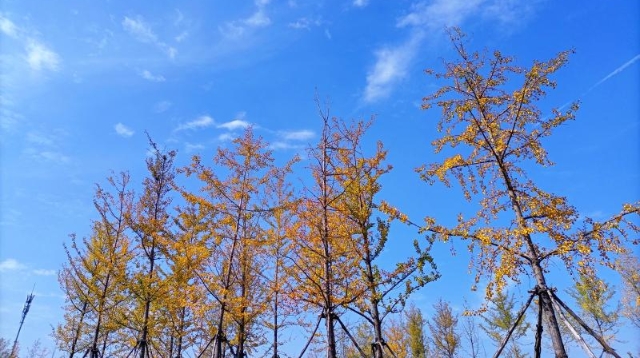 ?多彩的秋天，繽紛的秋葉