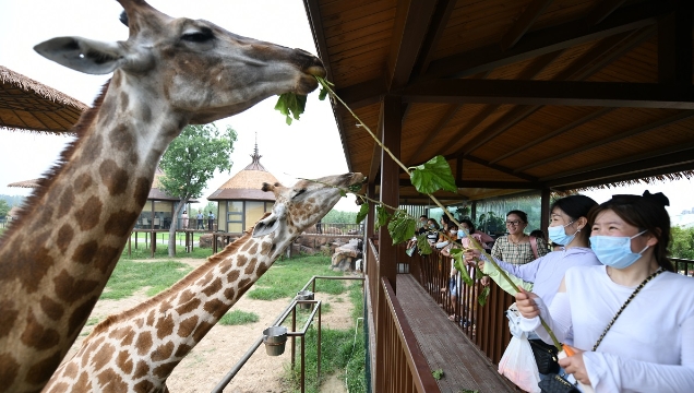周口野生動物世界：從國內一流邁向頂流