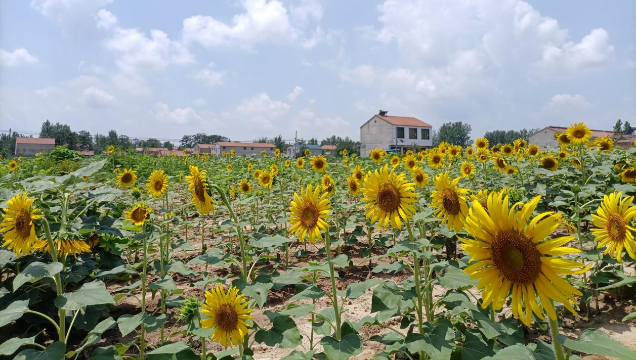 [鹿邑]馬鋪鎮(zhèn)：廢閑土地開出“幸?；ā?> </a></TD>             </TR>           </TBODY>         </TABLE>         <TABLE class=margin_4 border=0 cellSpacing=0 cellPadding=0 width=