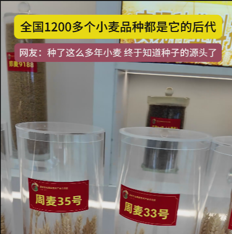 周口國家農(nóng)高區(qū)展示的種子資源，全國1200多個小麥品種都是它的后代!